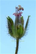  Flower (Lateral view)
